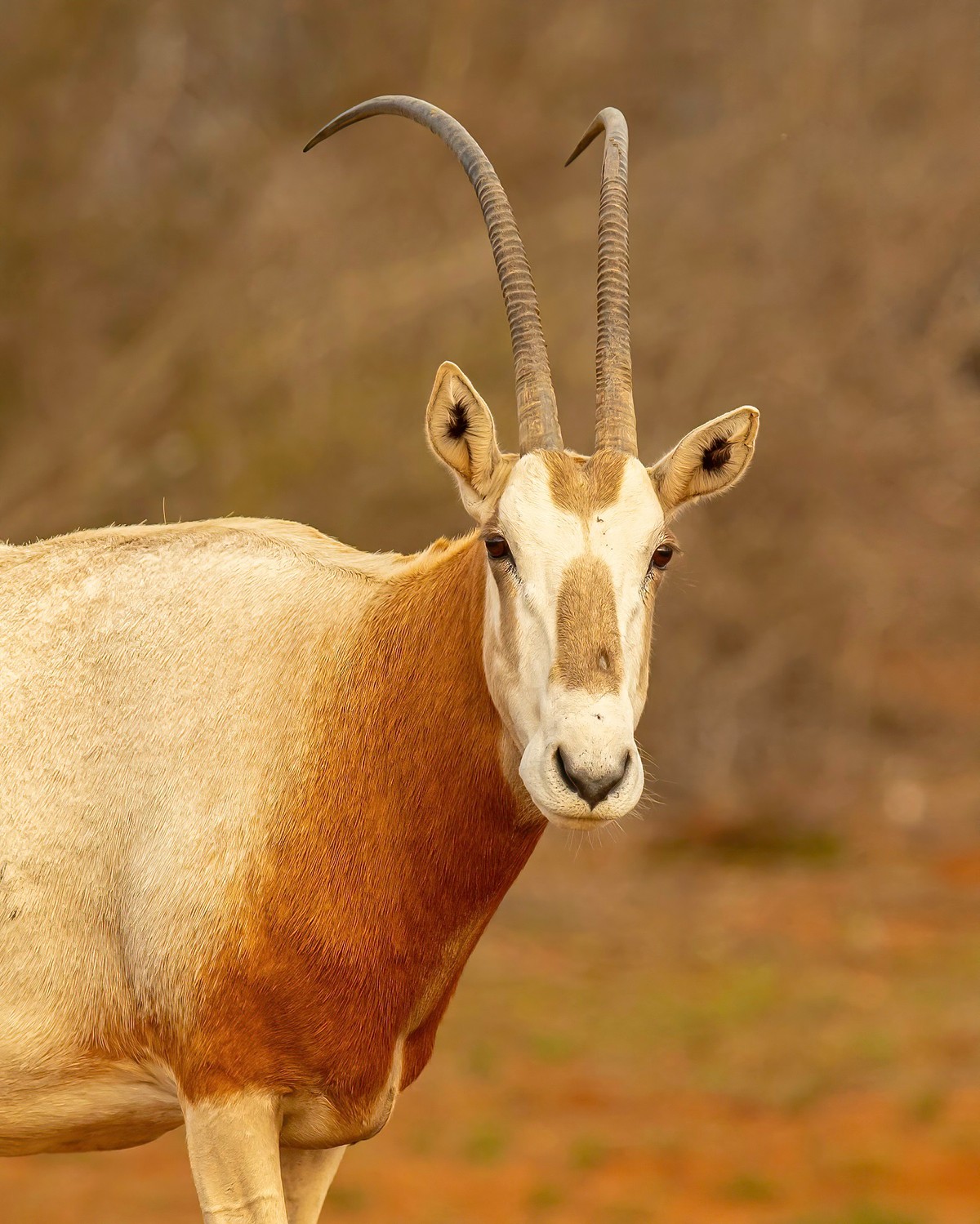 Elk, Exotics Texas Photo Man